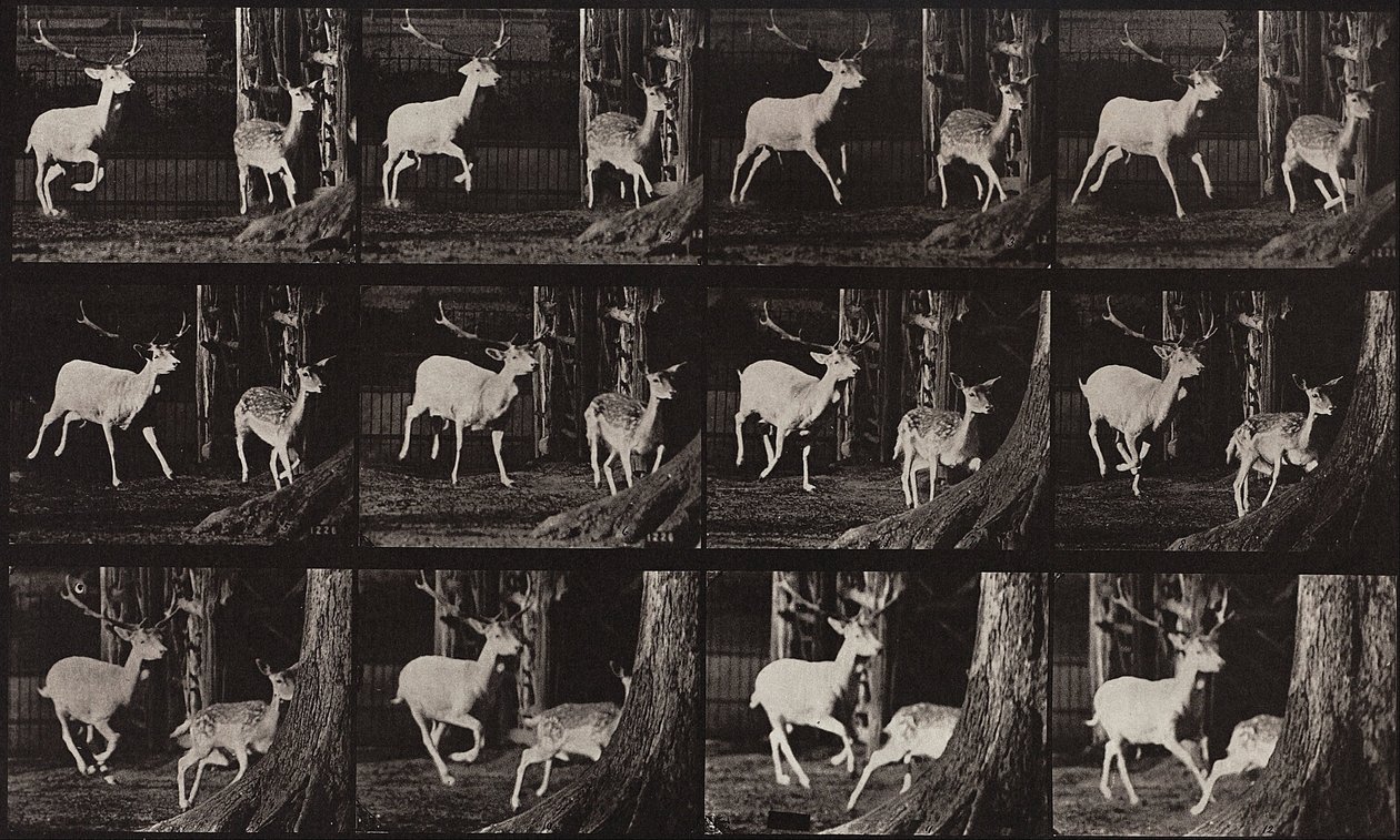 Animal Locomotion, plate 686 av Eadweard Muybridge