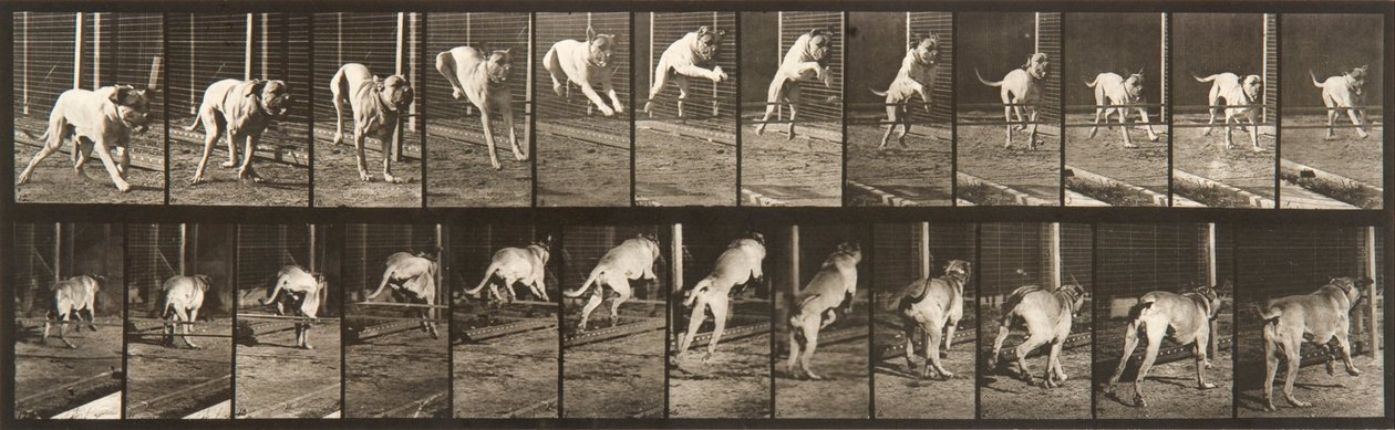 Animal Locomotion, plate 712 av Eadweard Muybridge