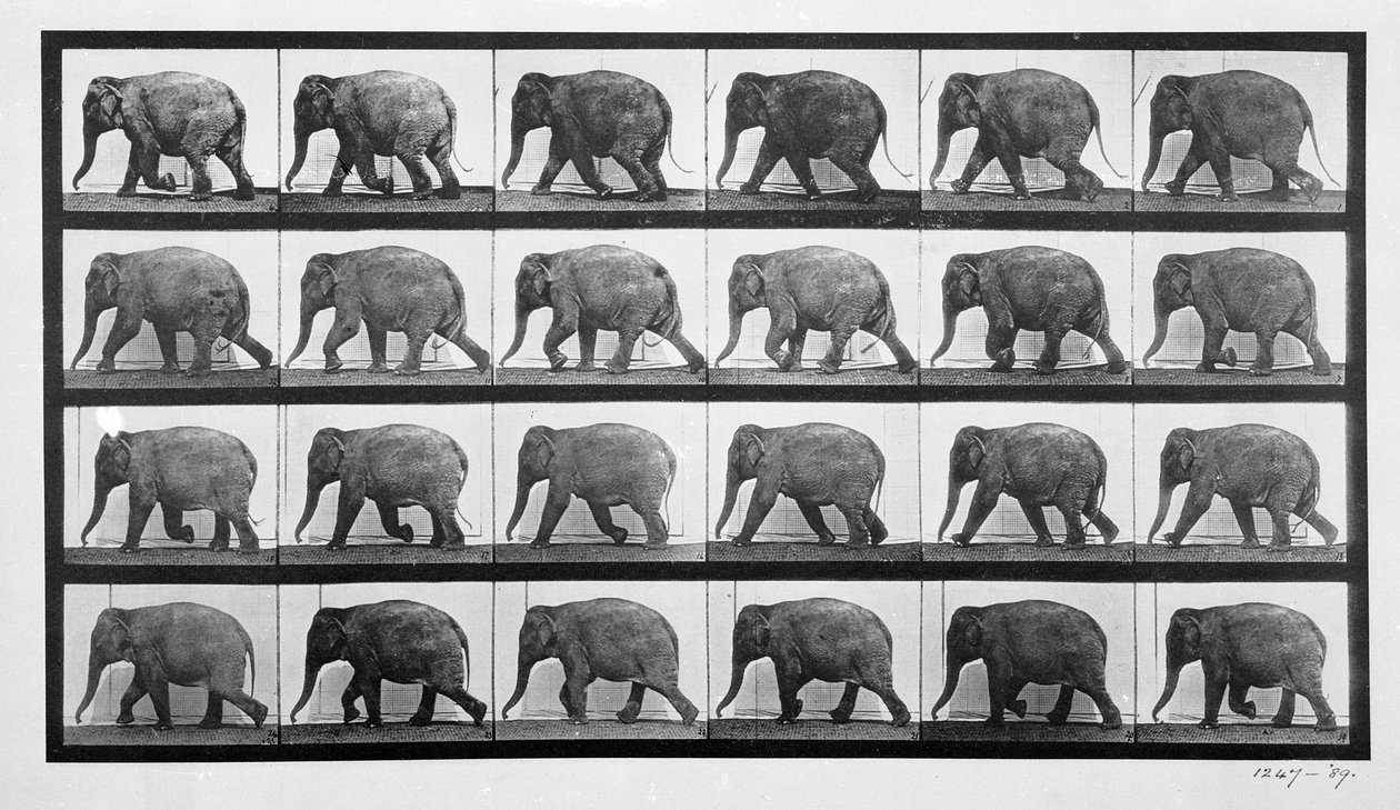 Elefantvandring, plate 733 fra 