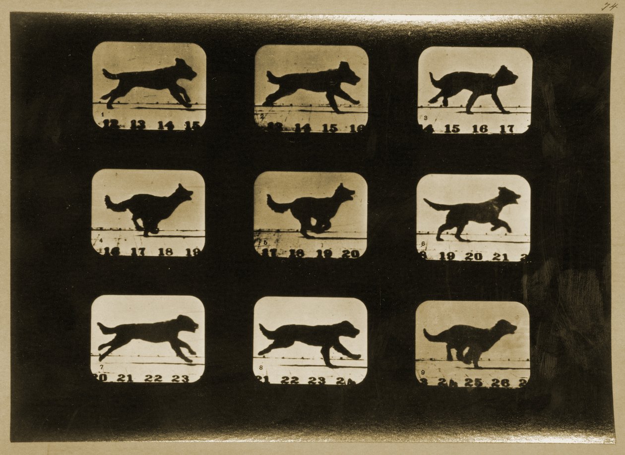 Dogs Running, fra 