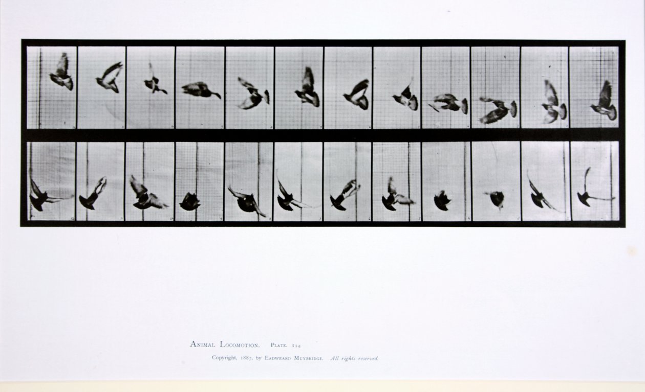 Flyvende fugl, plate 756 fra 