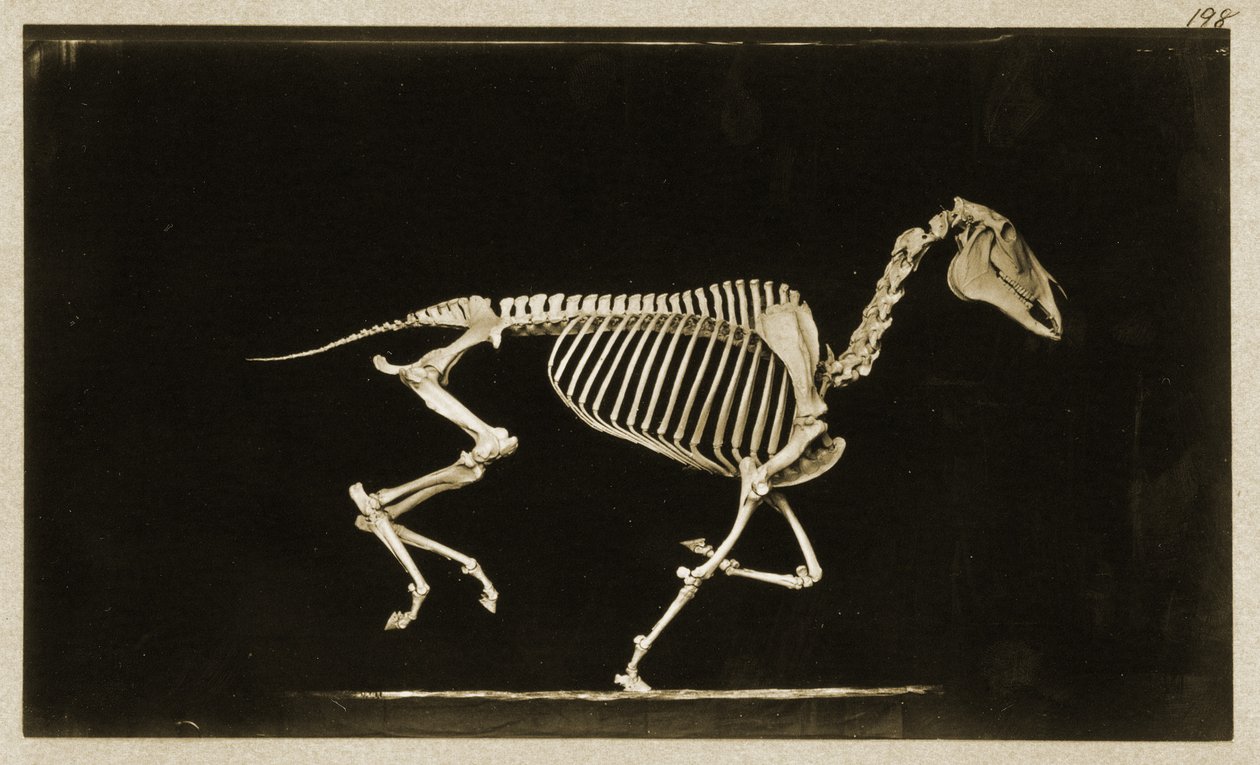 Skjelett av en løpende hest av Eadweard Muybridge