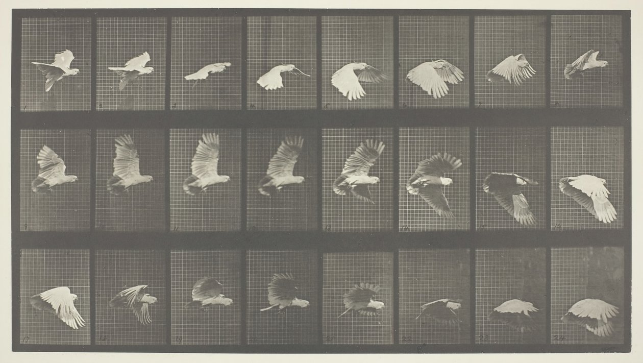 Dyrebevegelse, plate 758, 1887. av Eadweard Muybridge