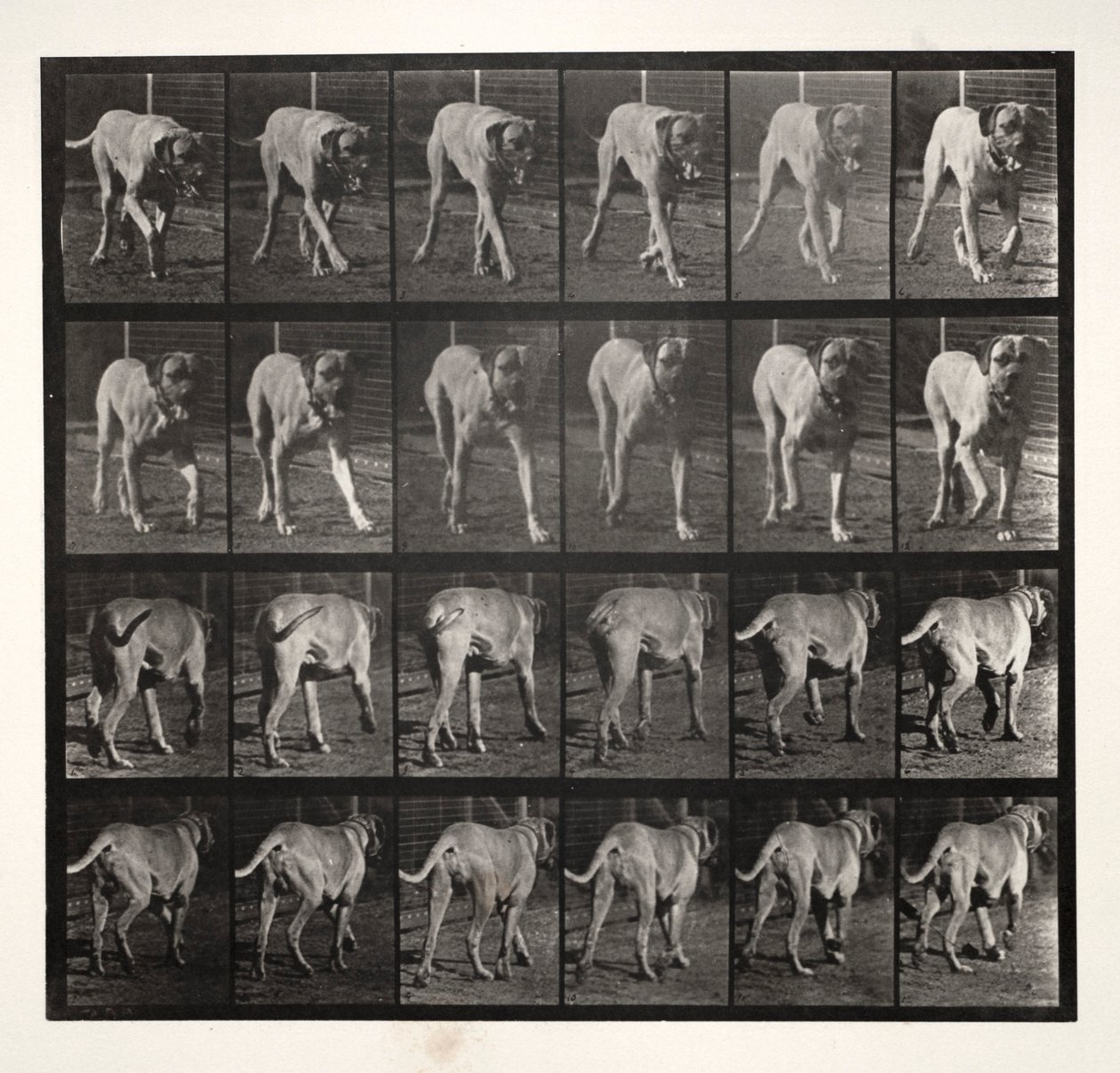 Dread Trav, 1887. av Eadweard Muybridge