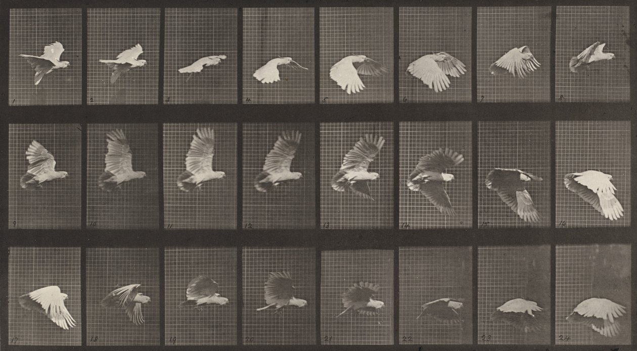 Plate nummer 758. Kakeduflyvende, 1887. av Eadweard Muybridge