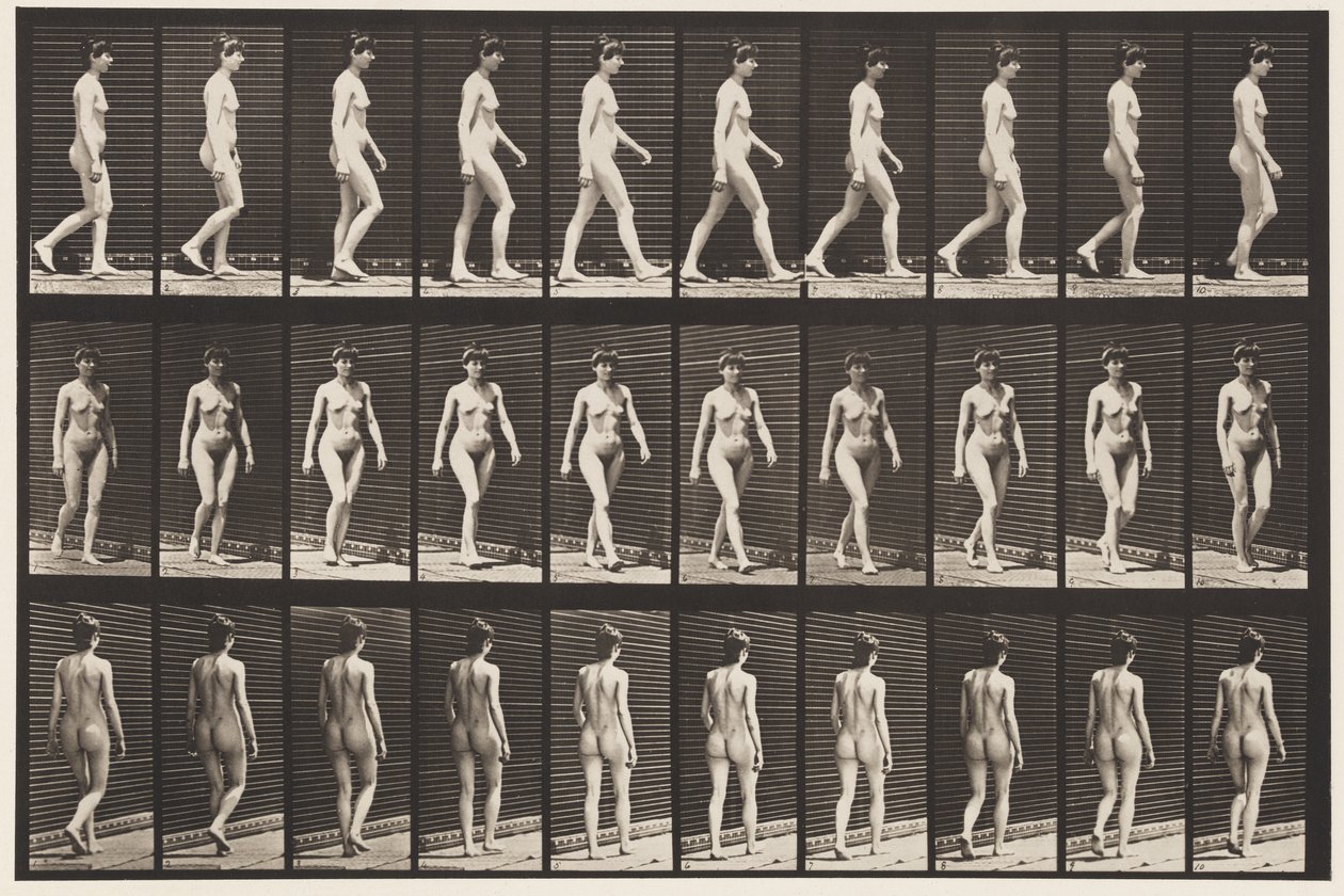 Plate 16. Vandrende, 1872-1885 av Eadweard Muybridge