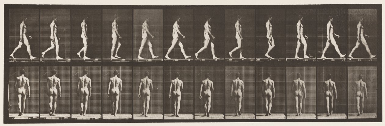 Plate 2. Vandrende, 1872-1885 av Eadweard Muybridge