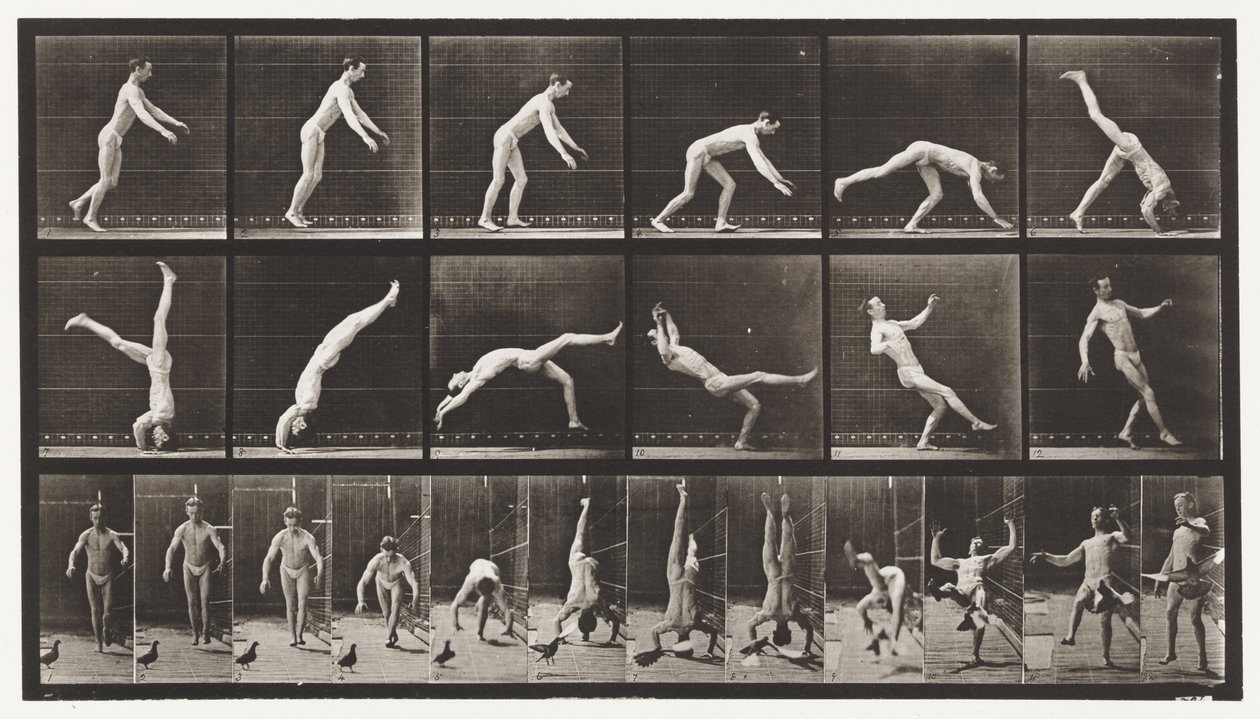 Plate 365. Hodefjær, En flygende due som forstyrrer av Eadweard Muybridge
