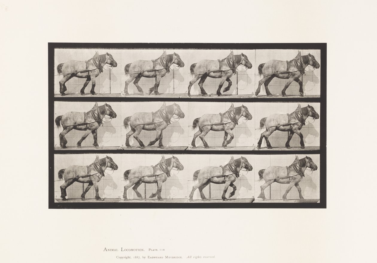 Plate 565.Hauling;Mørkegrå belgisk hest Dusel av Eadweard Muybridge