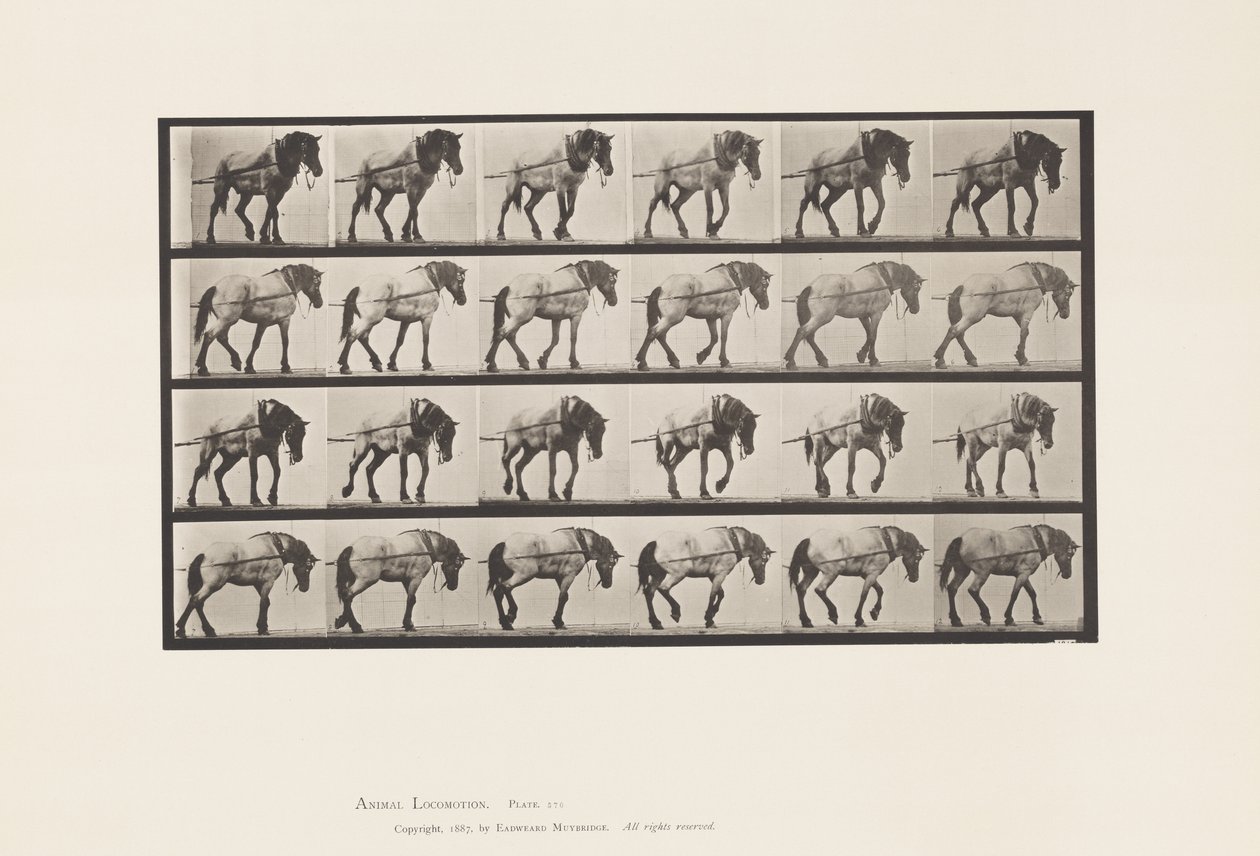 Plate 570.Hauling;Mørkegrå belgisk hest Hansel, 1885 av Eadweard Muybridge