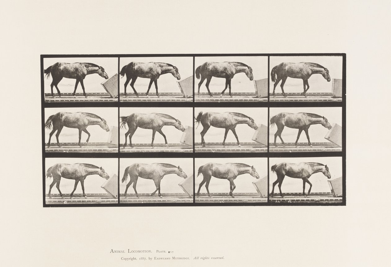 Plate 657. Rolling a Box; Ponni, Lotta av Eadweard Muybridge