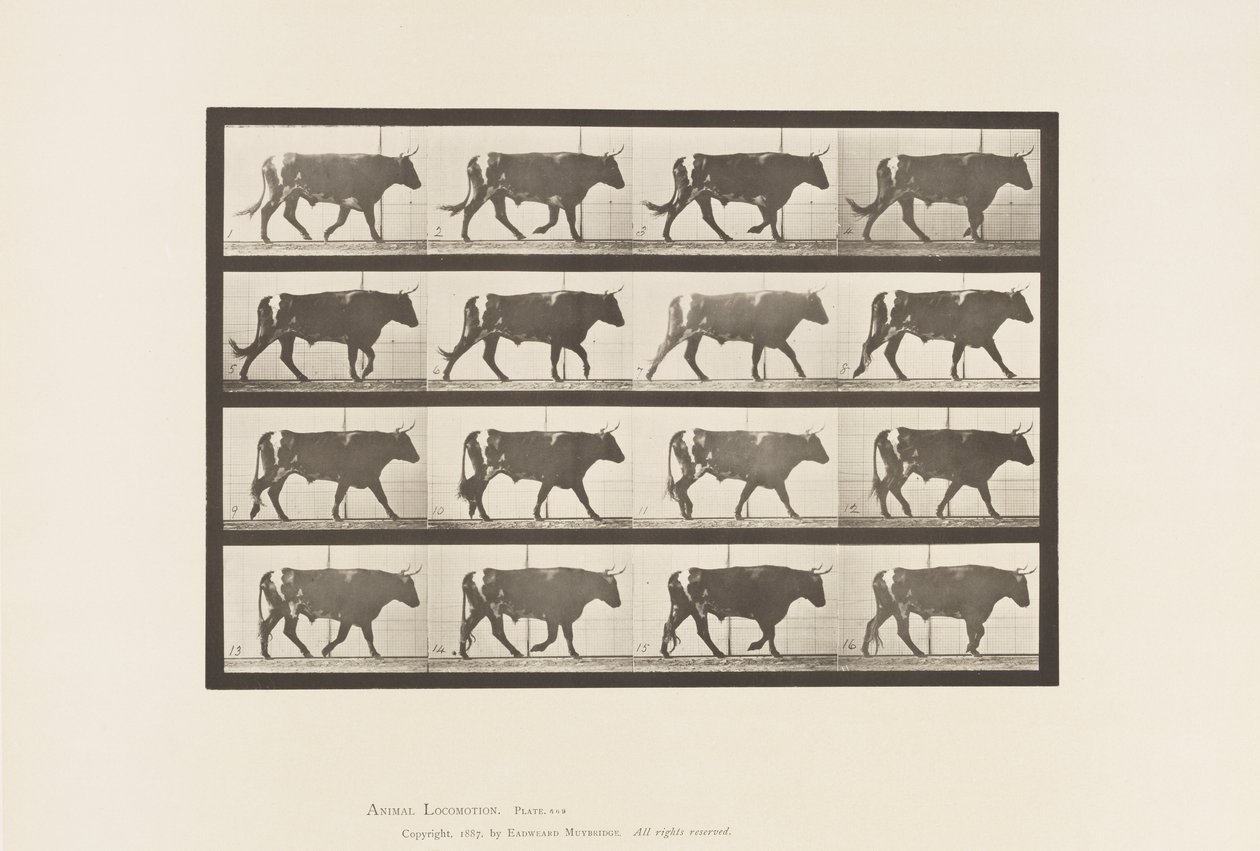 Plate 669. Okse; Går av Eadweard Muybridge