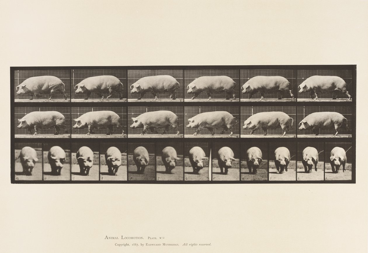 Plate 673. Purke; Går av Eadweard Muybridge