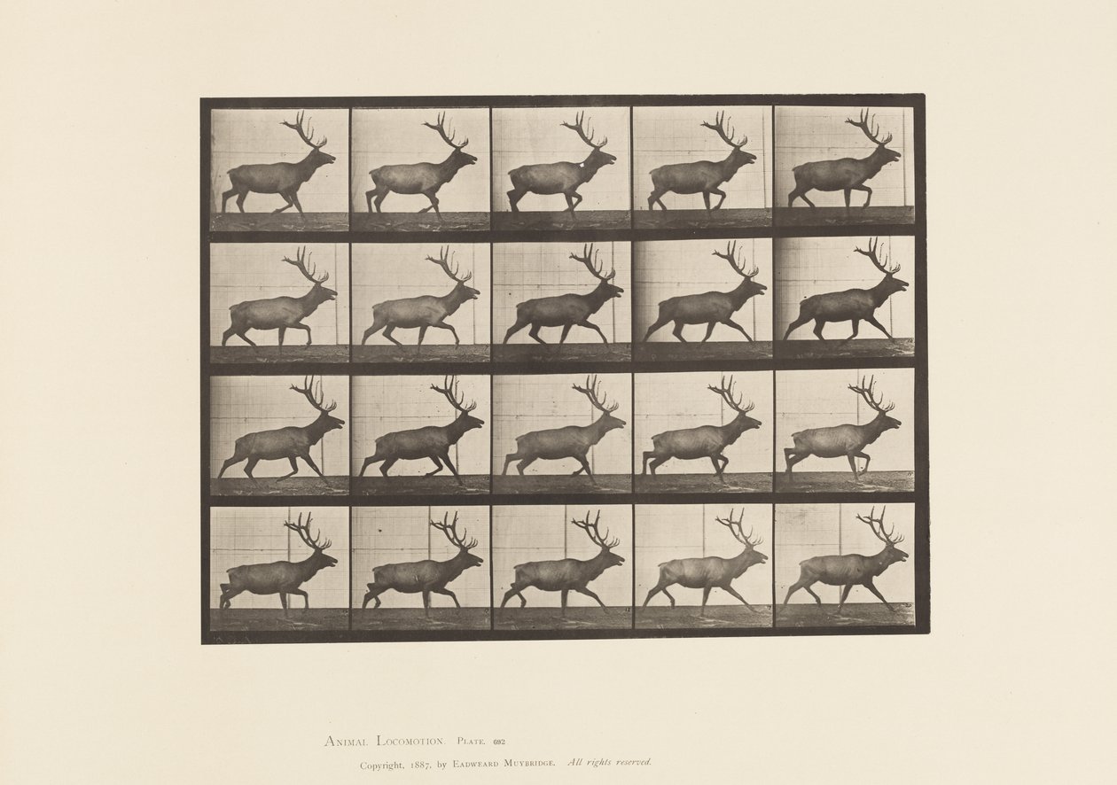 Plate 692. Elg, Trav av Eadweard Muybridge