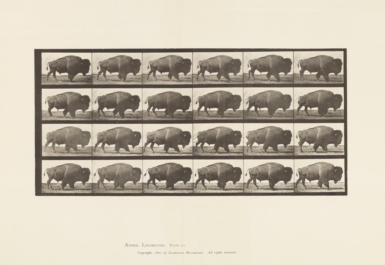 Tallerken 699. Buffalo; Går av Eadweard Muybridge