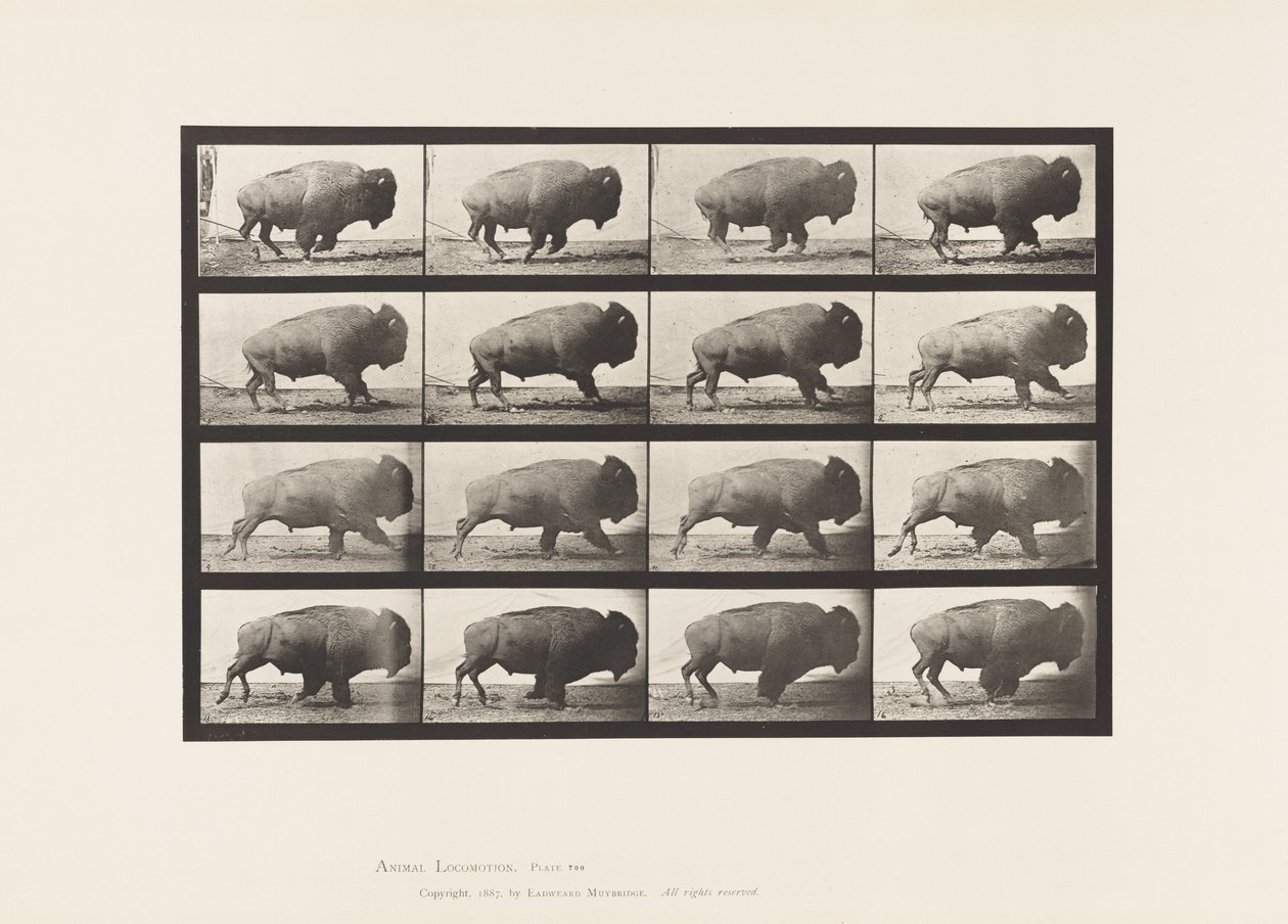 Tallerken 700. Buffalo; Galopperende av Eadweard Muybridge