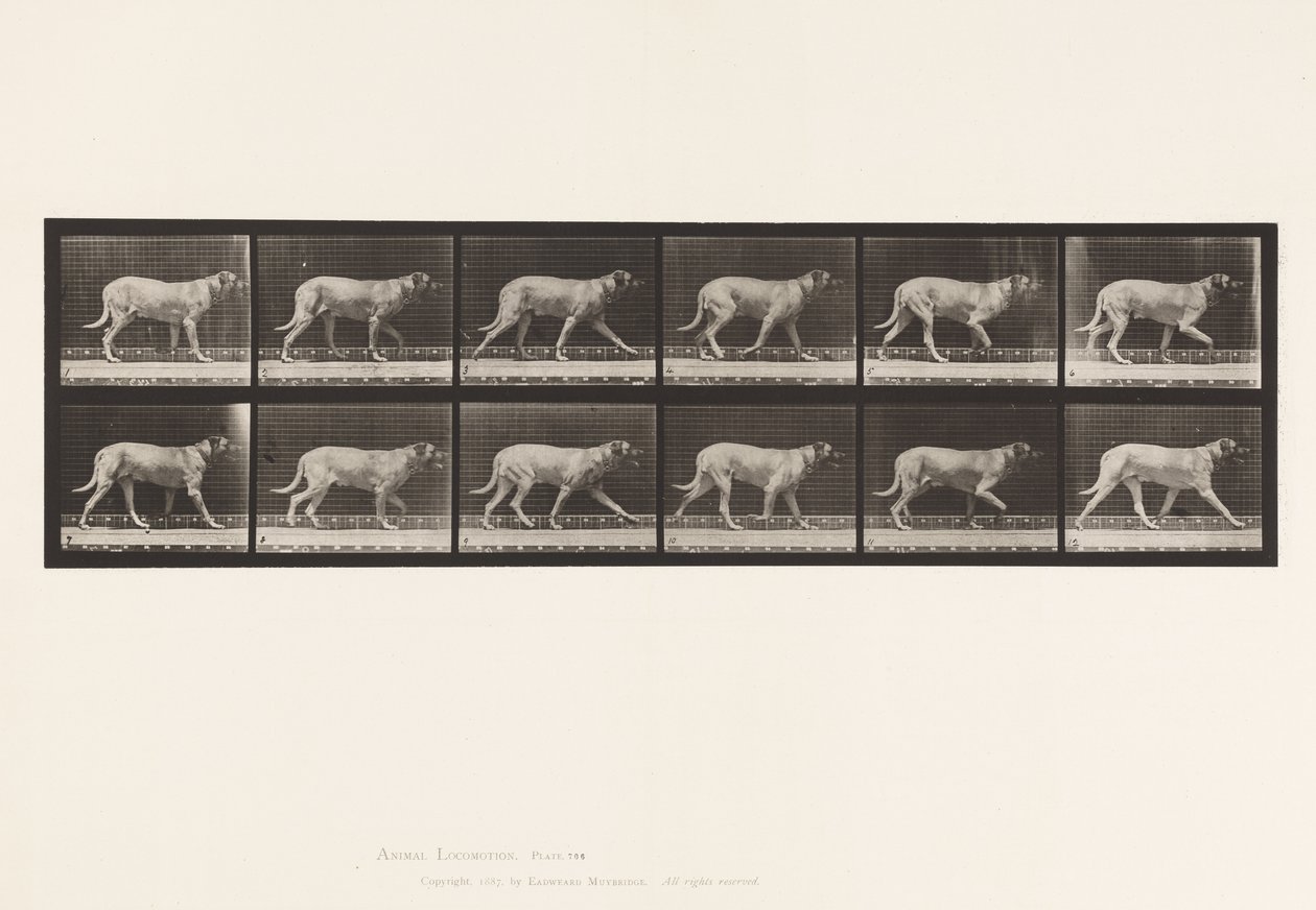 Plate 706. Hund; Trav; Mastiff av Eadweard Muybridge