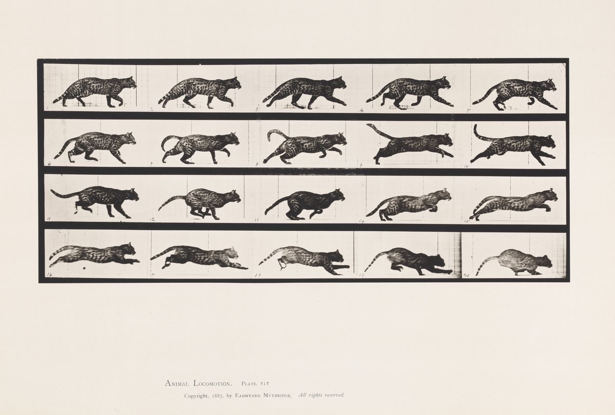 Plate 717. Katt; Trav; Bytt til Galoppering av Eadweard Muybridge