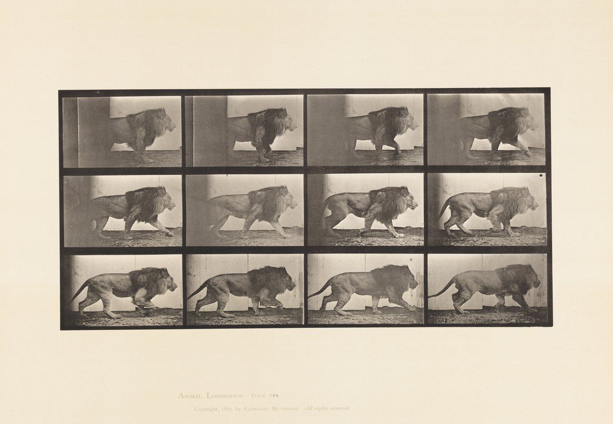 Tallerken 722. Løve; Går av Eadweard Muybridge