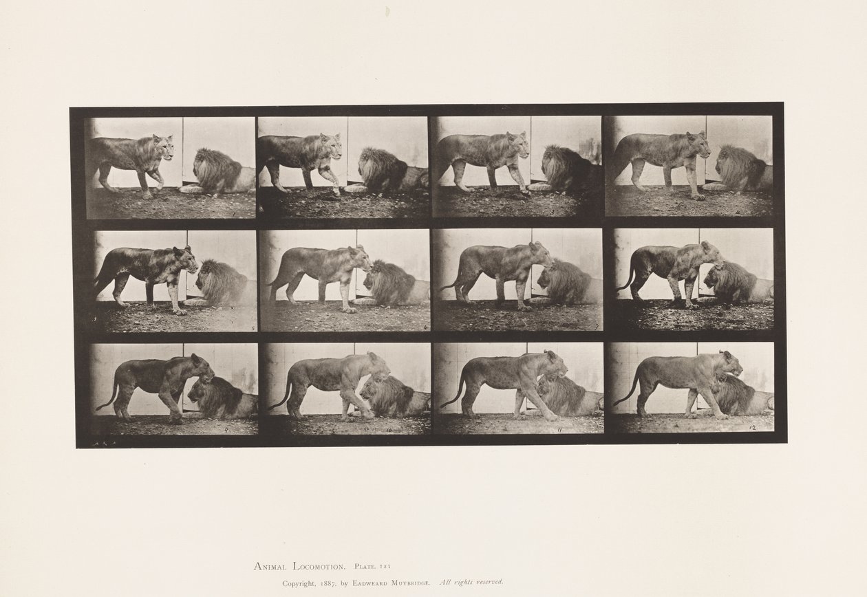 Tallerken 727. Løvinne; Turgåing; Løve; Liggende ned av Eadweard Muybridge