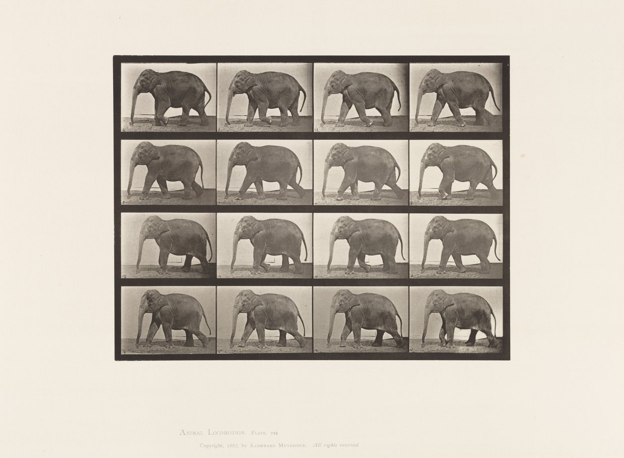 Plate 732. Elefant; Går av Eadweard Muybridge