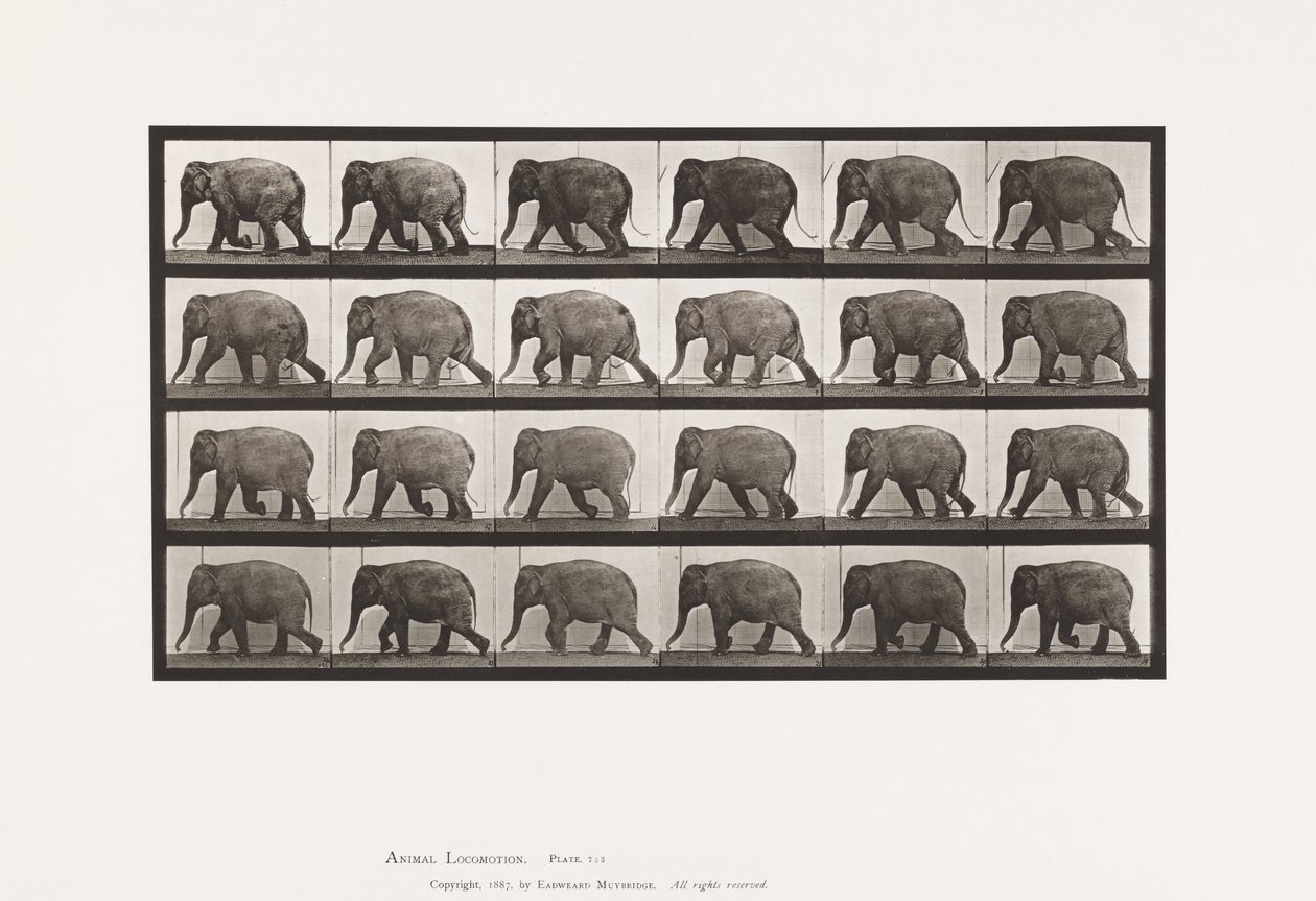 Plate 733. Elefant; Går av Eadweard Muybridge