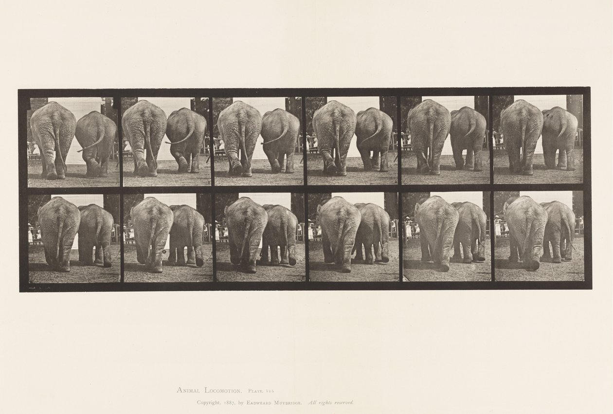 Plate 735. Elefanter; To, gåing av Eadweard Muybridge