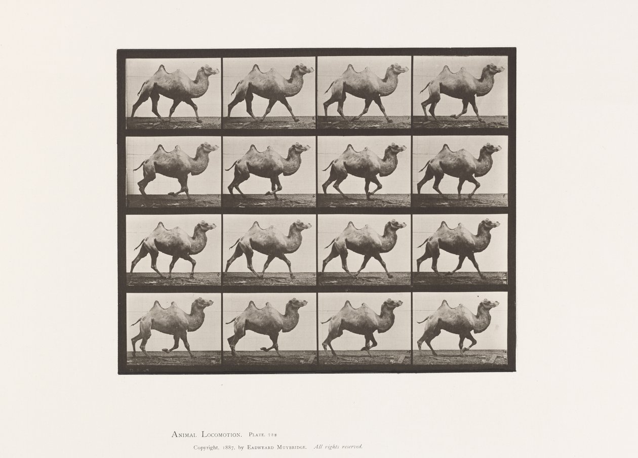 Plate 738. Bactrian Camel; Reoler av Eadweard Muybridge