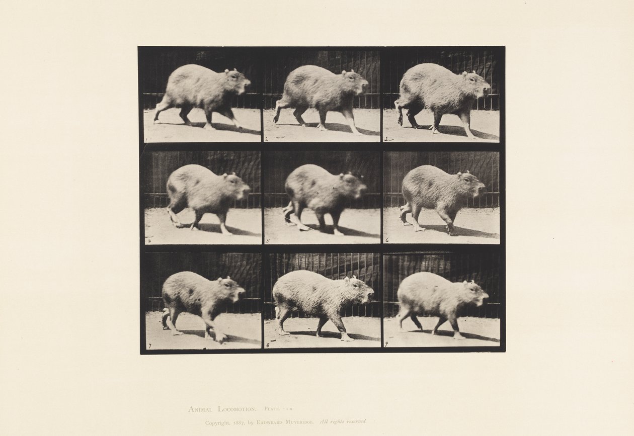 Plate 746. Capybara; Går av Eadweard Muybridge