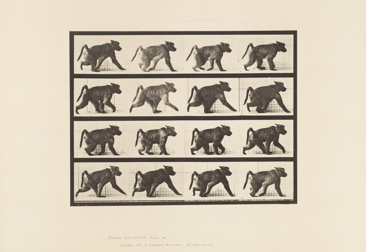 Tallerken 747. Bavian; Går på alle fire av Eadweard Muybridge