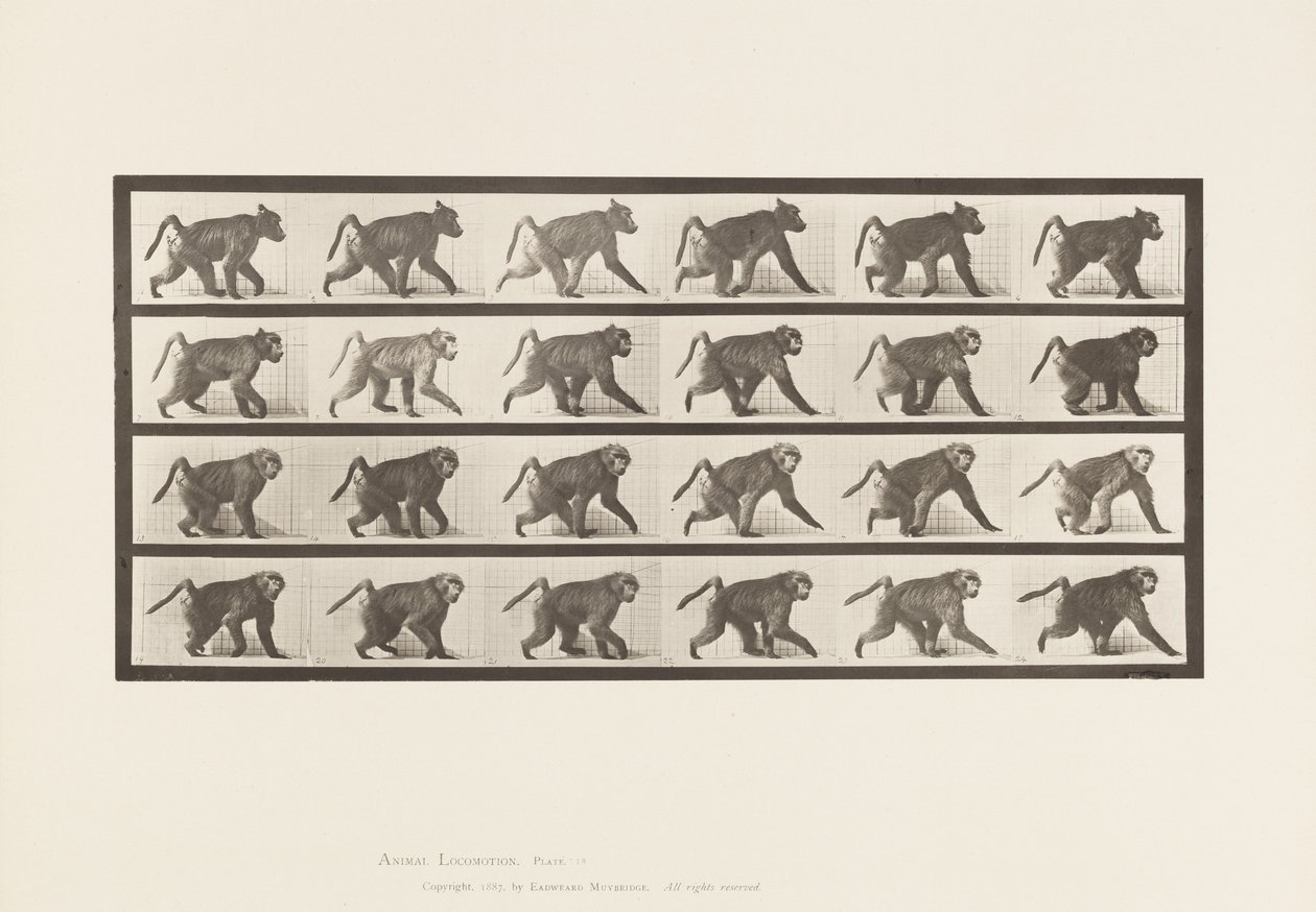 Tallerken 748. Bavian; Går på alle fire av Eadweard Muybridge