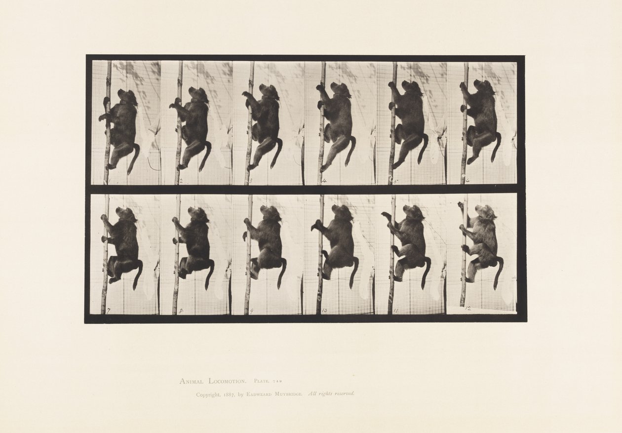 Tallerken 749. Bavian; Klatring på en stang av Eadweard Muybridge