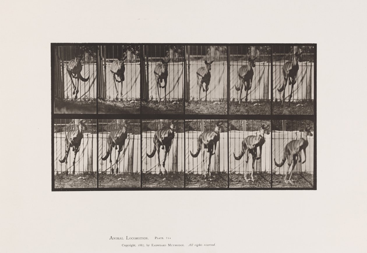 Tallerken 754. Kenguru; Hopping av Eadweard Muybridge