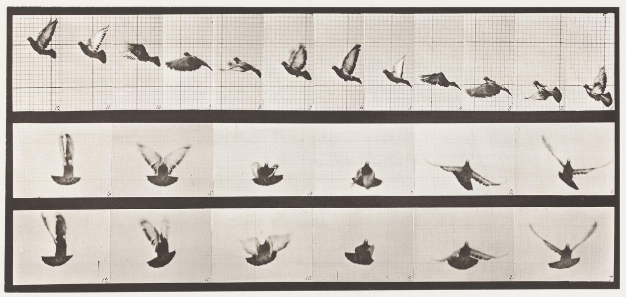 Plate 755. Due; Flying av Eadweard Muybridge