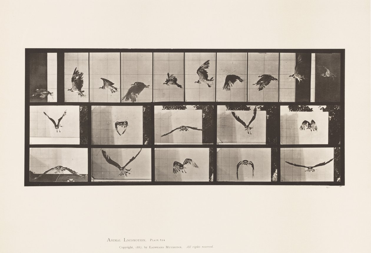Plate 764. Fiskehauk; Flying av Eadweard Muybridge