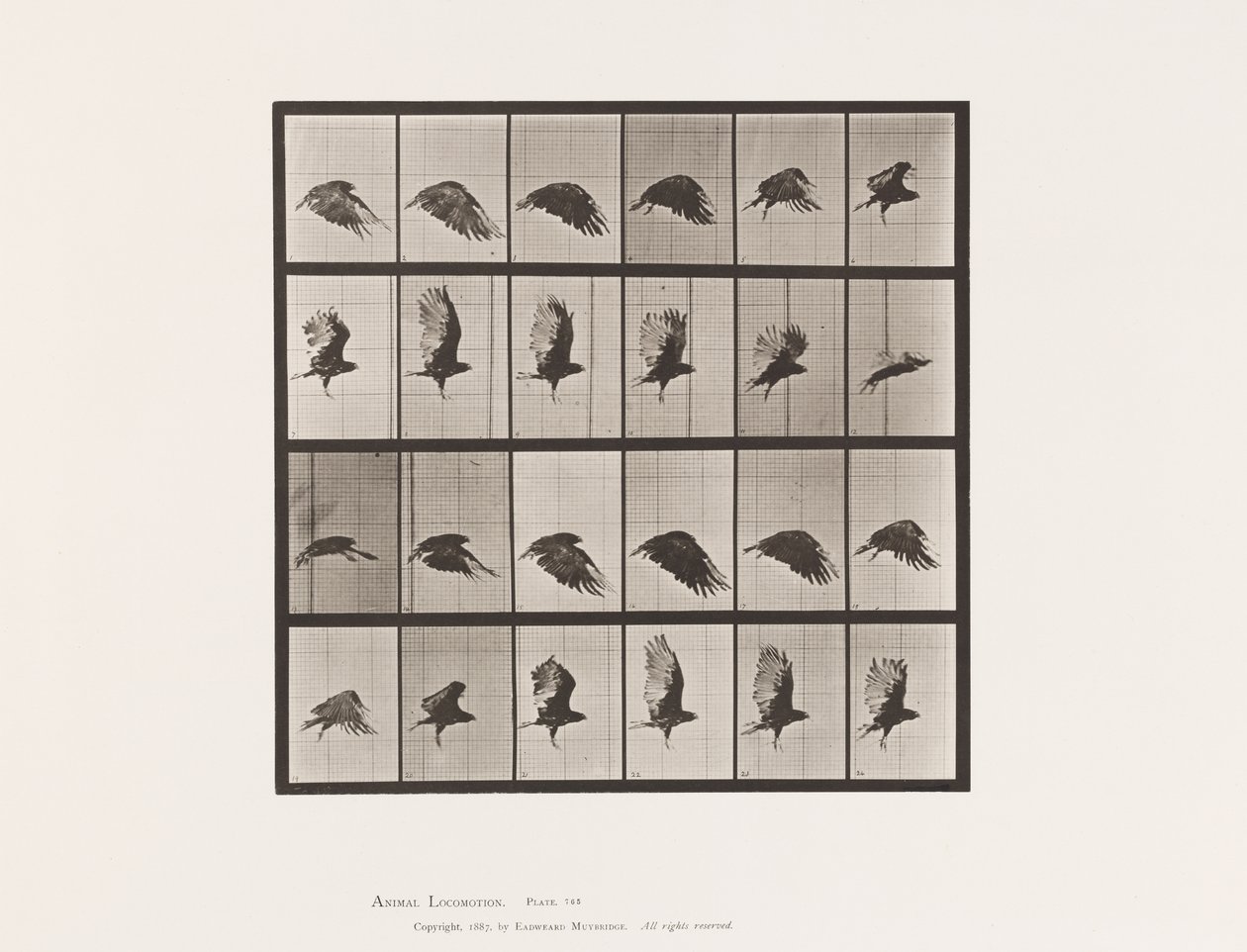 Plate 765. Gribb; Flying av Eadweard Muybridge