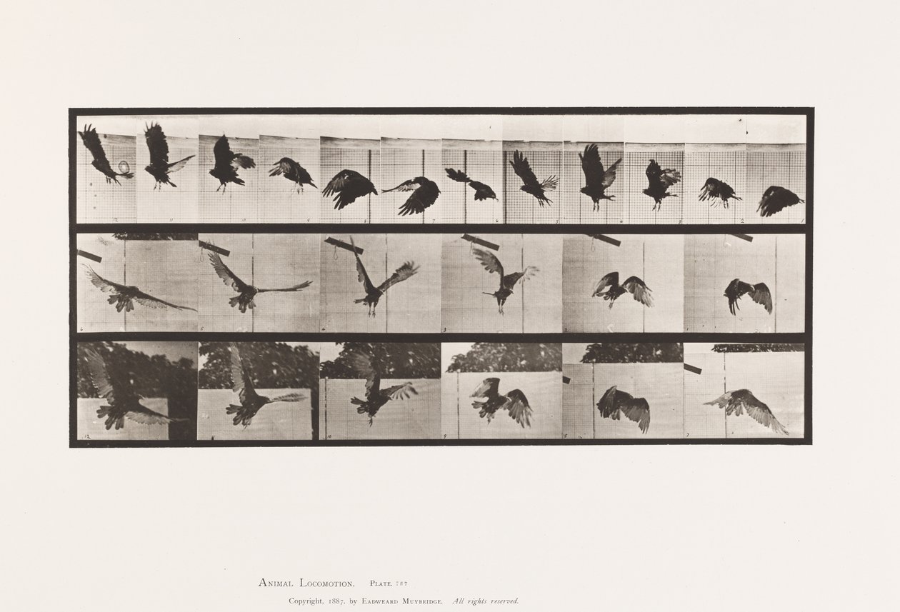 Plate 767. Gribb; Flying av Eadweard Muybridge