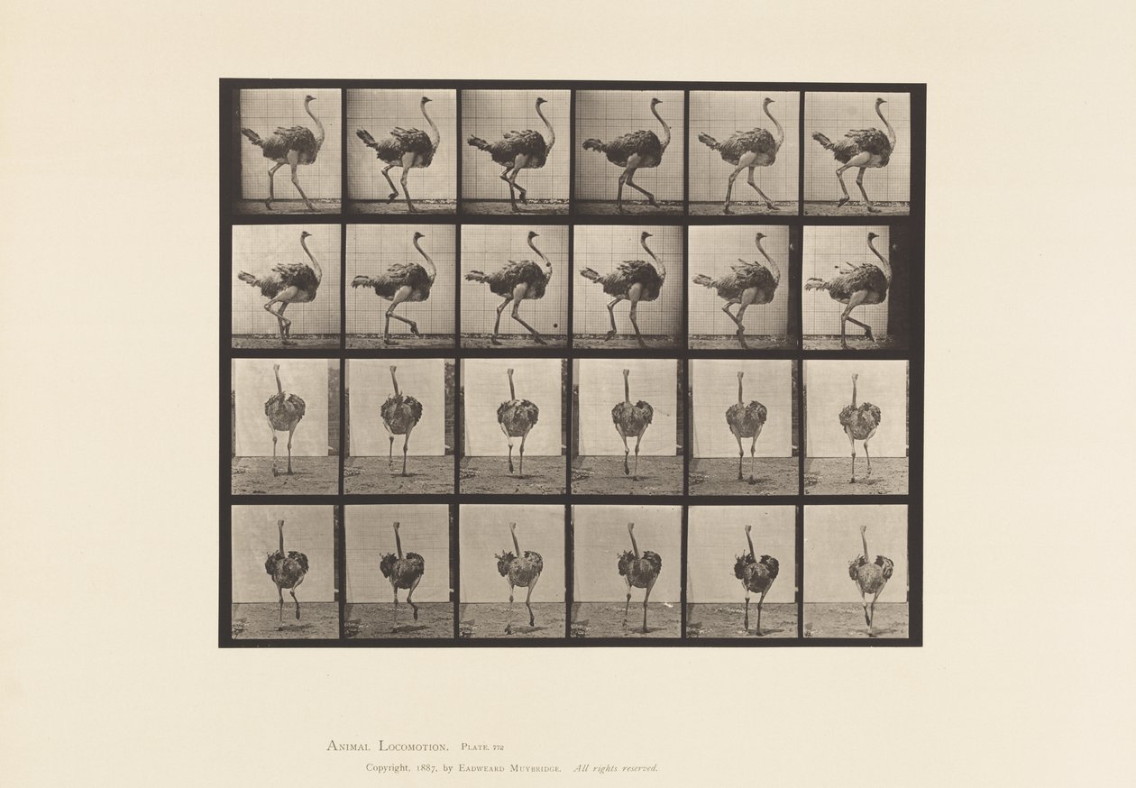 Plate 772. Struts; Går av Eadweard Muybridge