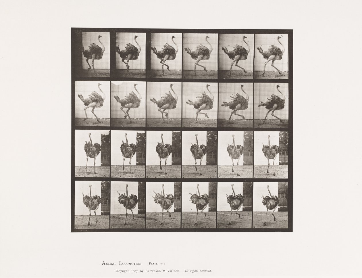Plate 773. Struts; Løping av Eadweard Muybridge