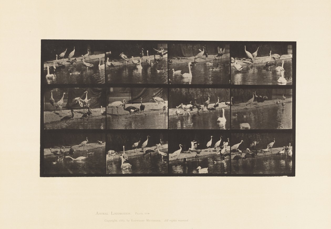 Plate 779. Storker; Svaner osv. av Eadweard Muybridge