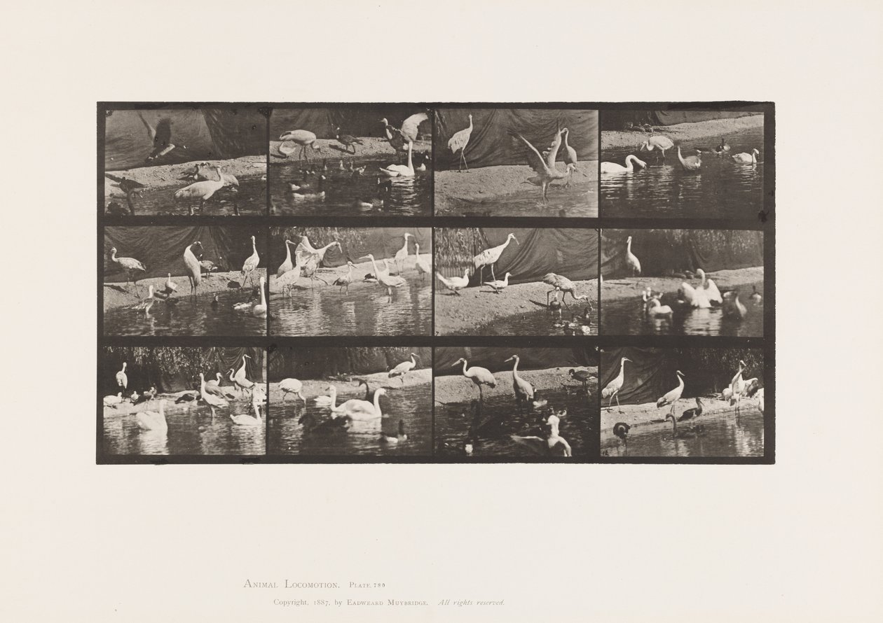 Tallerken 780. Storker; Svaner osv. av Eadweard Muybridge