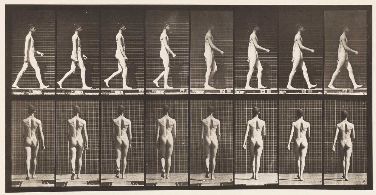 Plate 9. Vandrende, 1872-1885 av Eadweard Muybridge
