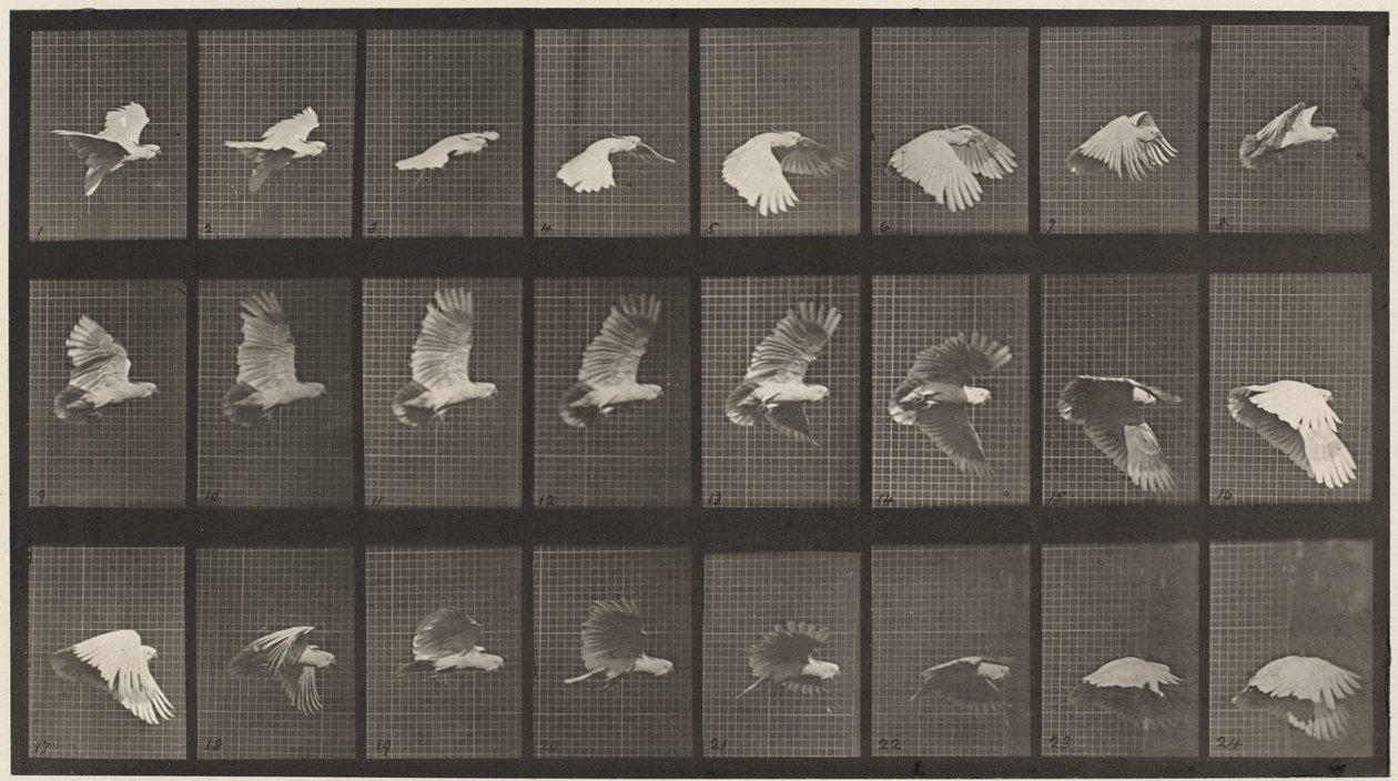 Tallerken nummer 758. Kakadu flyvende av Eadweard Muybridge