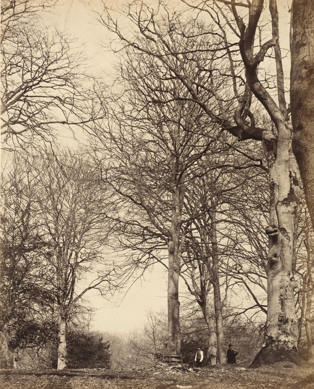 Dronning Adelaides bøk, 1864 av Earl of Caithness