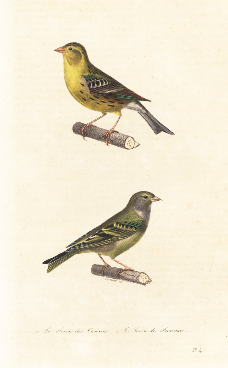 Atlantisk kanarifugl og europeisk serin. av Edouard (after) Travies