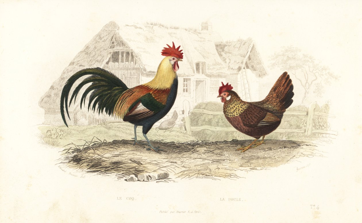 Hane og høne, Phasianus gallus. av Edouard (after) Travies