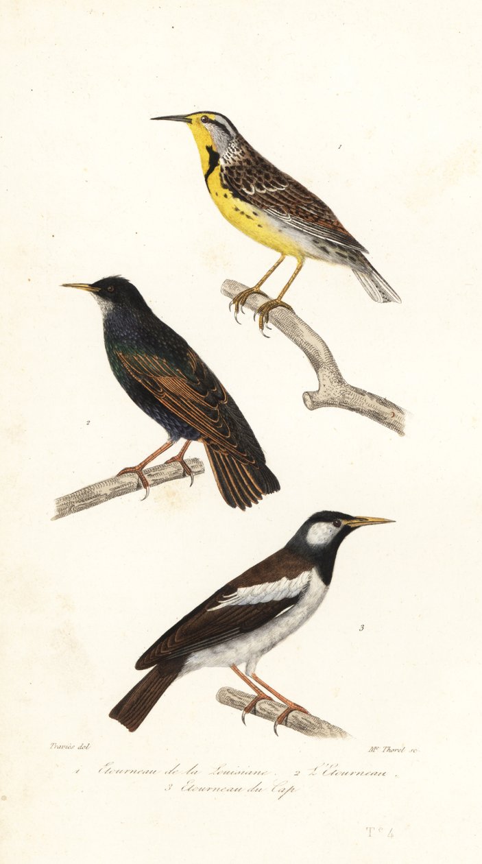 Østre englerke, stær og piedmyna. av Edouard (after) Travies