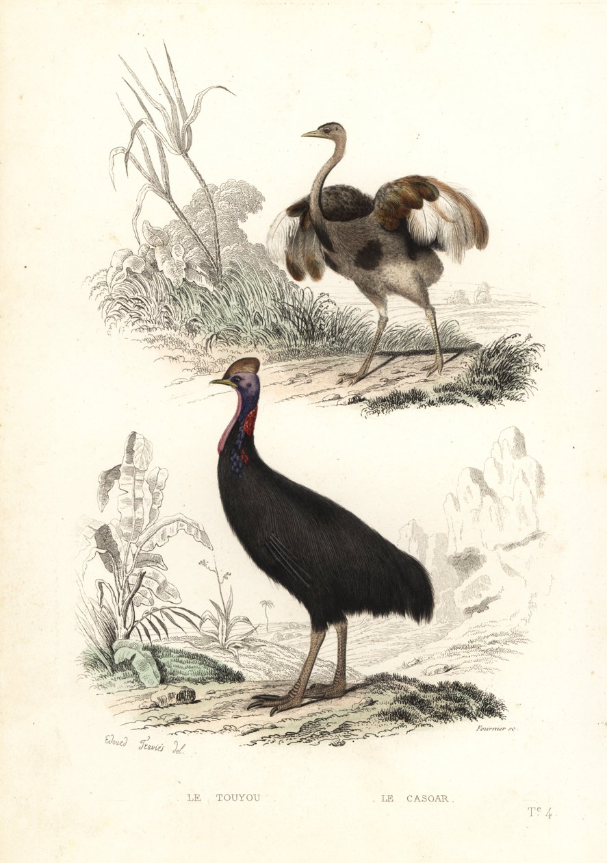 Større rhea og sørlig kasuar. av Edouard (after) Travies