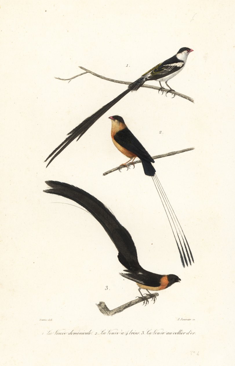 Whydah fugler. av Edouard (after) Travies