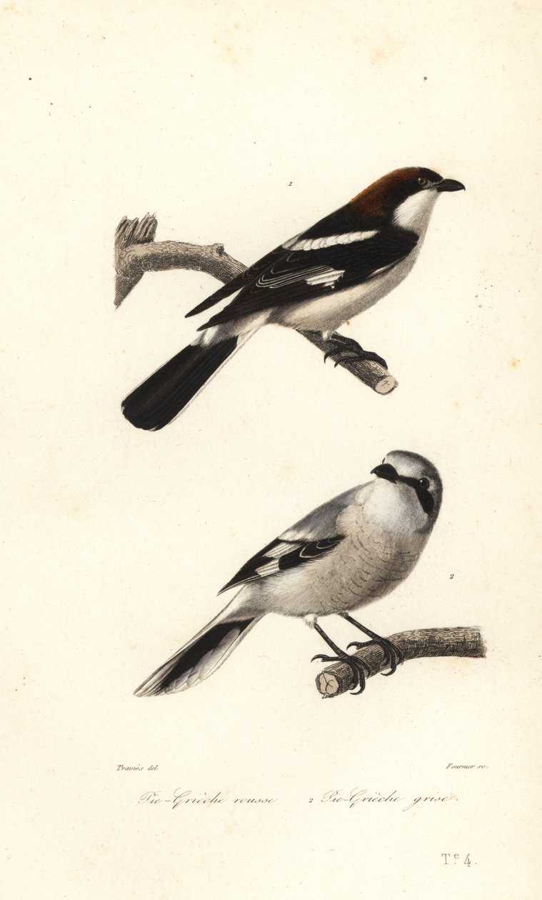 Woodchat shrike and great grey shrike.   1401064   no       norwegian Successfully Translated  Original: Houten brug Translat: Houten brug 1330341 no norwegian Successfully Translated Original: Gezicht te Rome met de zuil van Trajanus en de S. Maria di Lor av Edouard (after) Travies